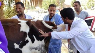 قافلة بيطرية لتوقيع الكشف الطبي علي الماشية بقري مدن الصف وأطفيح غدا