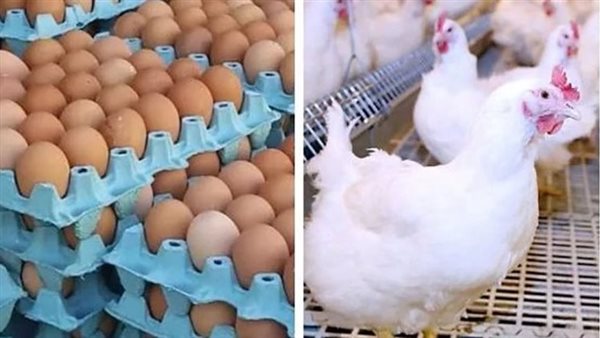 سعر الكيلو تخطى الـ100 جنيه وكرتونة البيض بـ160 جنيها (فيديو)