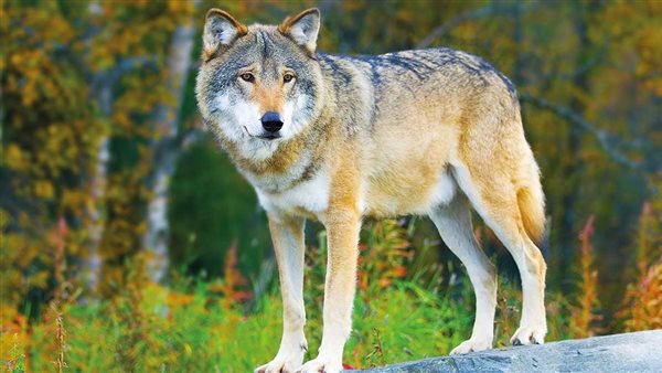 القبض على ذئب نهش 3 أطفال في تكساس