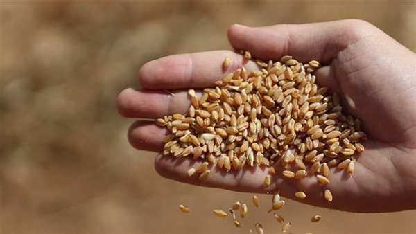 سفن تنقل شحنة ضخمة من القمح الروسي إلى تونس