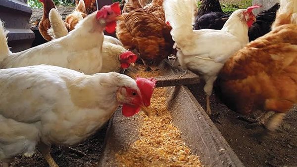 انخفاض سعر الفراخ البيضاء وارتفاع البلدي وهذه أسعار البيض بالأسواق اليوم الخميس