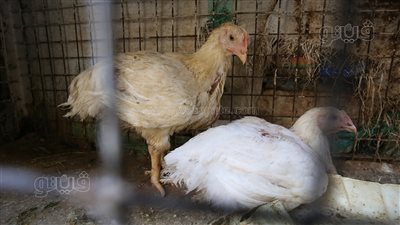 رسالة قصيرة