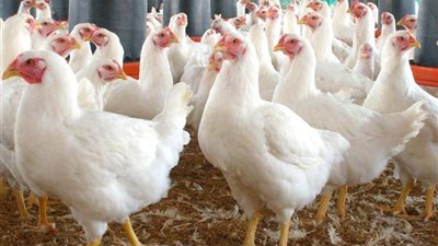 رسالة قصيرة