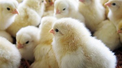 رسالة قصيرة