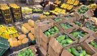 تبدأ من 12 جنيها، تراجع مفاجئ في أسعار 18 نوعًا من المانجو بعد زيادة المعروض