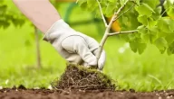 ازرع شجرة، طرق مختلفة للاحتفال باليوم العالمي للحفاظ على الطبيعة