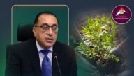 تفاصيل قرار رئيس الوزراء بتشجير المحاور المرورية في القاهرة وعواصم المحافظات
