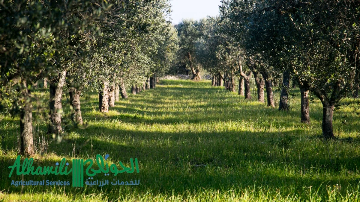 شركة إنشاء الزيتون